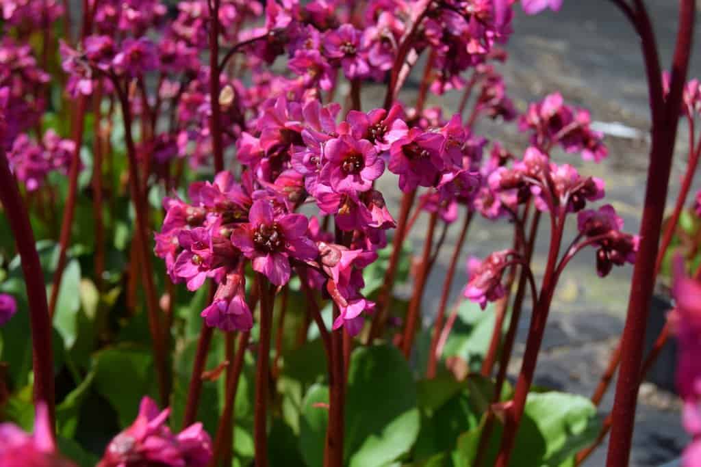 Bergenia 'Overture' ---